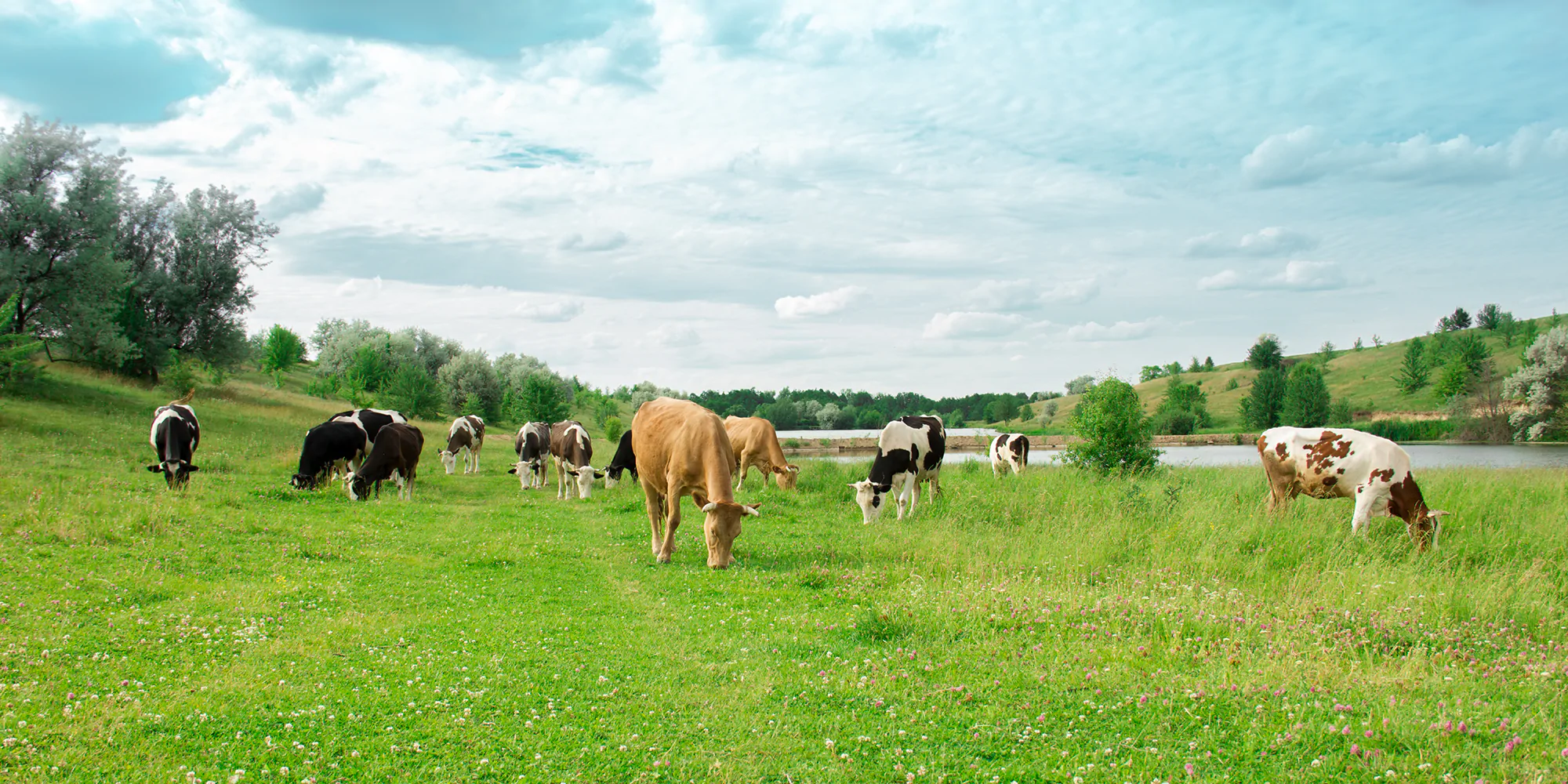 Horse Farm
