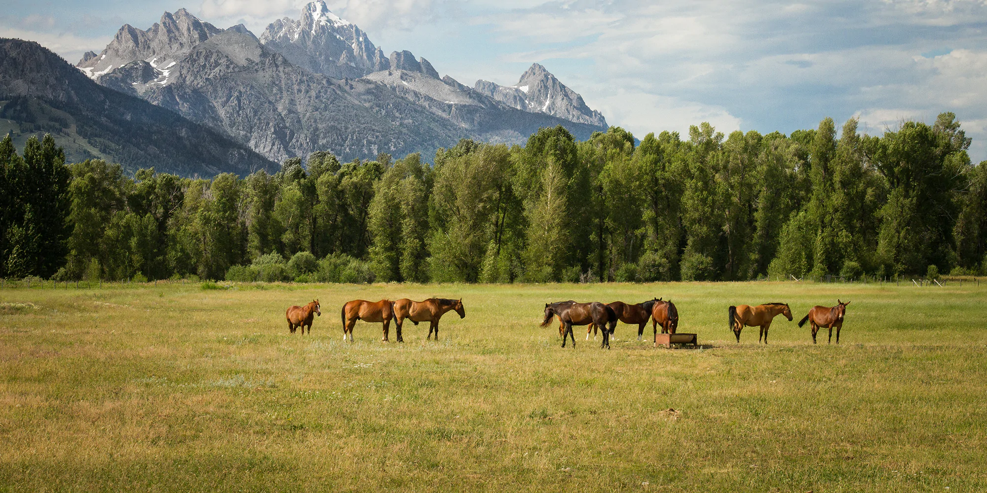 Horse Farm