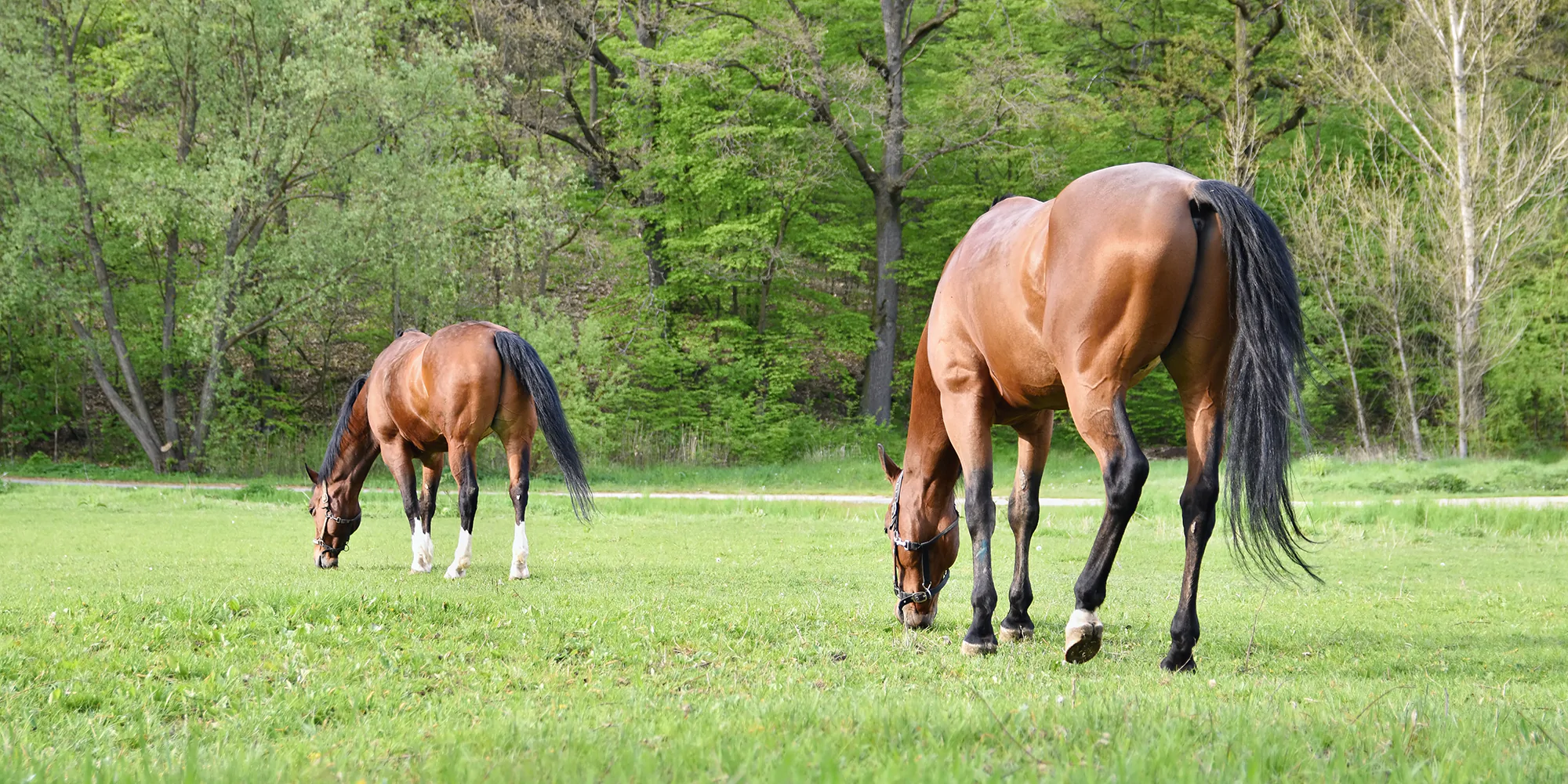 Horse Farm