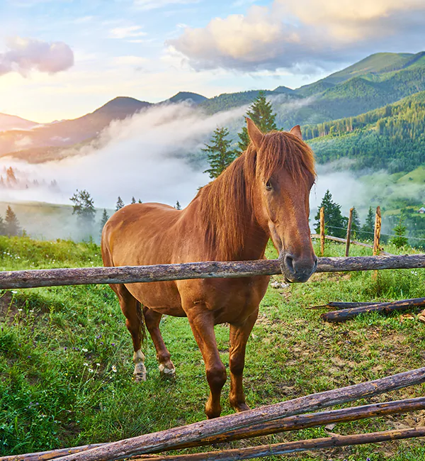 Horse Farm